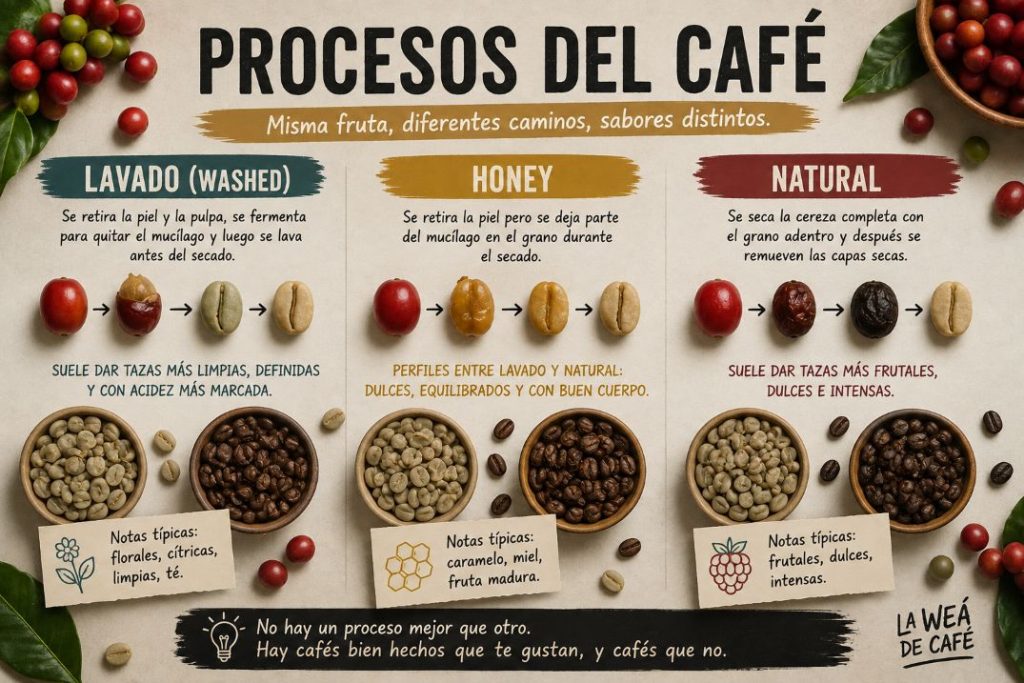 Procesos del café: lavado, natural, honey y toda esa weá que aparece en la bolsa