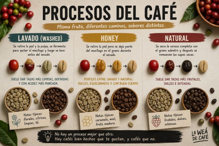 Procesos del café lavado, honey y natural comparados desde la cereza hasta el grano